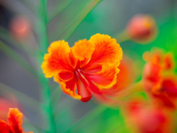 Close-up of orange flowering plant