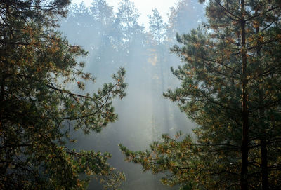 Trees in forest during autumn