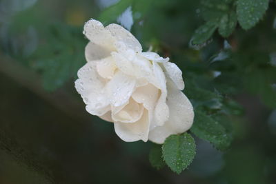 Close-up of wet white rose flower