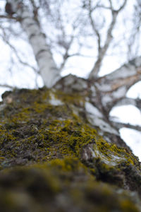 Low angle view of tree trunk