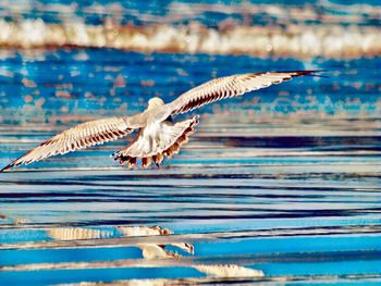 Seagulls flying over sea