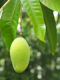 Close-up of fruits on tree