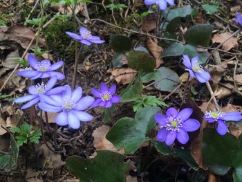 High angle view of purple flowers blooming in field