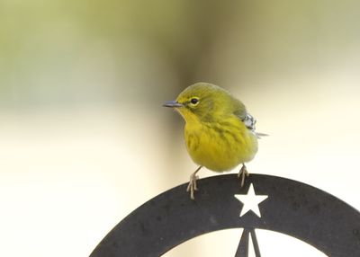 Close-up of bird perching on metal
