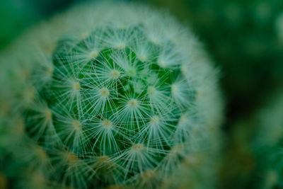 Close-up of dandelion on cactus