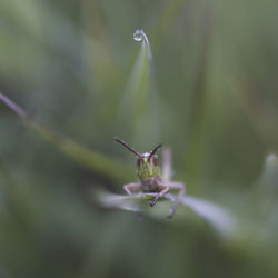 Close-up of raindrops on plant