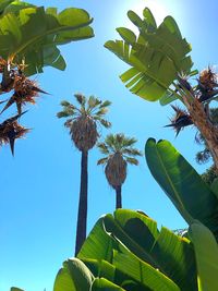 Low angle view of coconut palm tree against sky