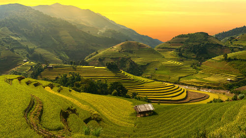 Scenic view of rice field against clear sky