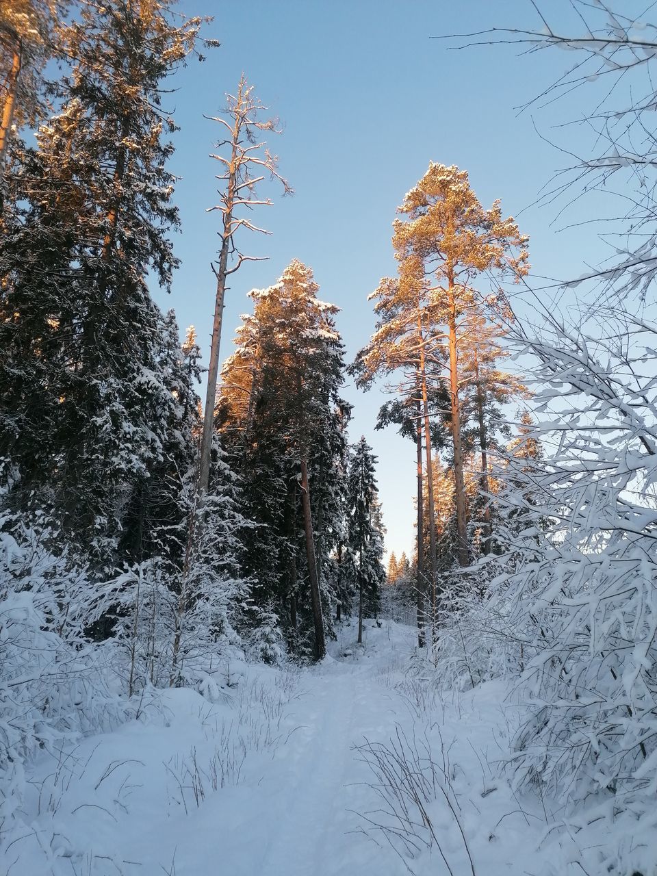 tree, winter, plant, snow, cold temperature, nature, beauty in nature, coniferous tree, sky, scenics - nature, pinaceae, pine tree, land, forest, environment, landscape, pine woodland, no people, tranquility, tranquil scene, frozen, non-urban scene, woodland, mountain, outdoors, day, frost, blue, freezing, white, clear sky, growth, branch, idyllic, wilderness, travel