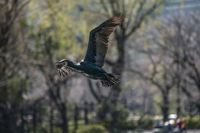 Close-up of eagle flying against trees