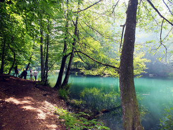 Trees by lake in forest against sky