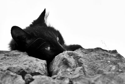 Close-up of dog relaxing against sky