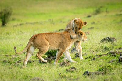 Lioness tackles another walking past in grassland