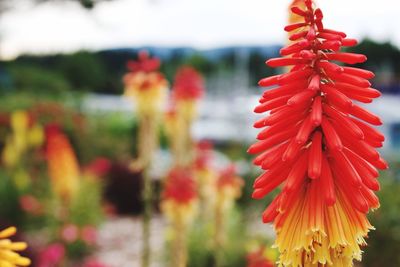 Close-up of red flower