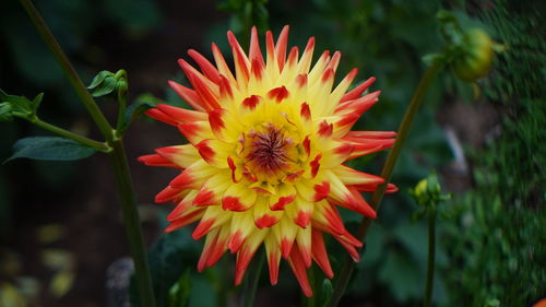 Close-up of flower