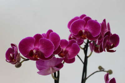 Close-up of purple flowers