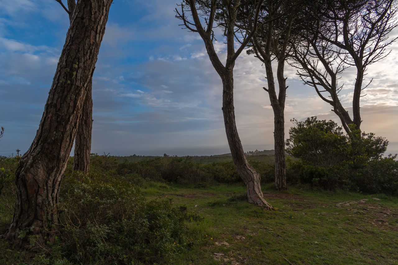 VIEW OF TREES ON FIELD AGAINST SKY