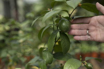 Close-up of hand holding berries growing on tree