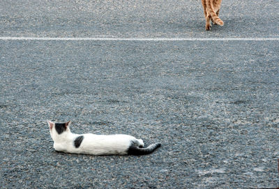 High angle view of dog on road