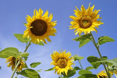 Sunflower in the garden