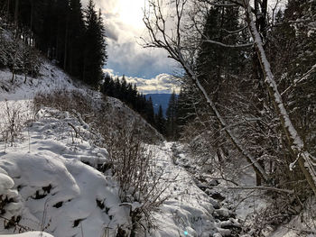 Snow covered trees in forest against sky