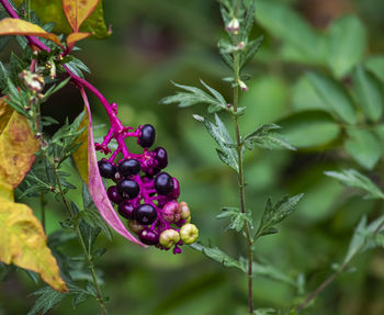 Early fall foliage - berries