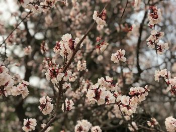 Close-up of cherry blossom