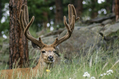 Close-up portrait of deer