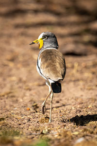 African wattled lapwing walks away turning head