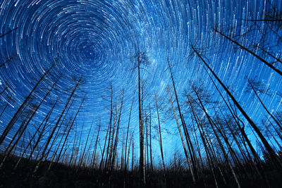 Low angle view of trees in forest at night