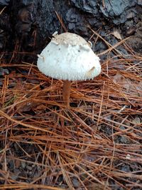 High angle view of mushroom growing on field