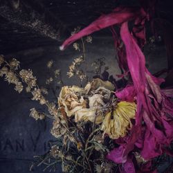 Close-up high angle view of flower