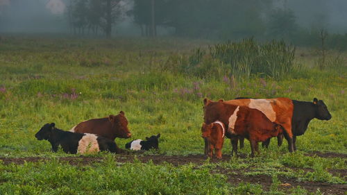 Cows in a field