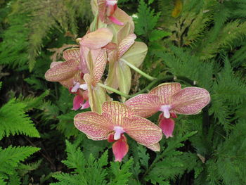 Close-up of pink flowers blooming outdoors