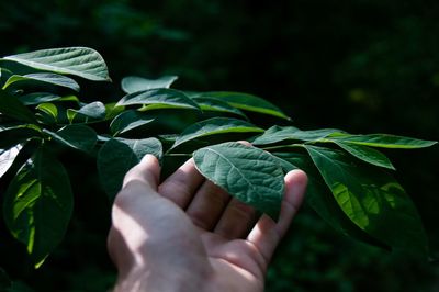 Close-up of hand holding leaves