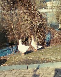 Swan in lake