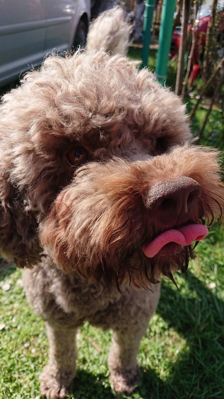 CLOSE-UP OF A DOG WITH MOUTH OPEN