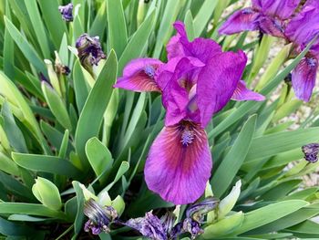 Close-up of purple flowering plants