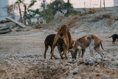 Horses standing in the ground