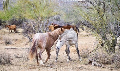 Horses in a field