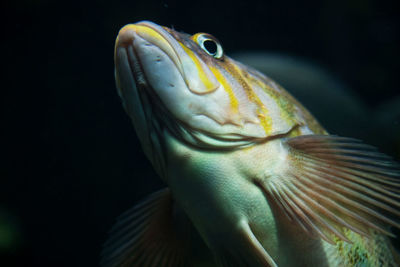 Close-up of fish swimming in aquarium