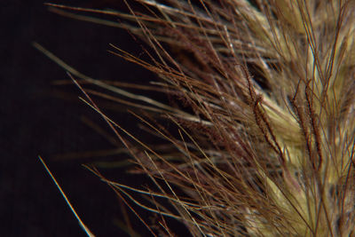 Close-up of grass growing in field