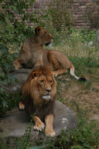 View of lions on ground