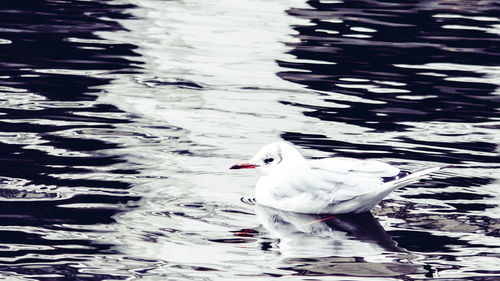 Close-up of swan swimming in lake