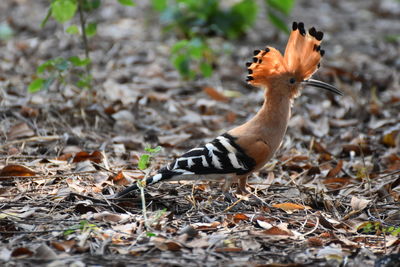 Close-up of a bird on field