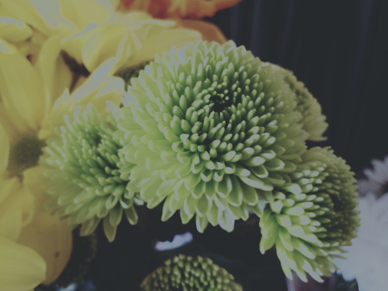 flower, freshness, petal, close-up, flower head, fragility, beauty in nature, growth, focus on foreground, nature, yellow, plant, indoors, blooming, single flower, selective focus, in bloom, no people, pollen, white color