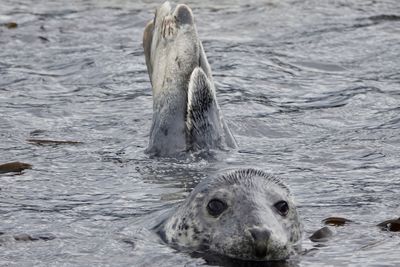Baby grey seal.