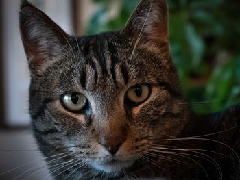 Close-up portrait of a cat