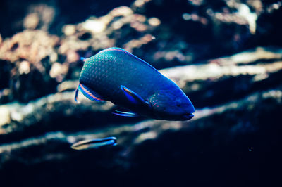 Close-up of fish swimming in tank at aquarium