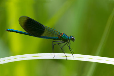 Close-up of butterfly on leaf